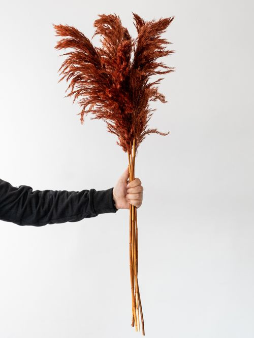 DRIED PAMPAS GRASS - BROWN SET
