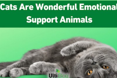 Cats Are Wonderful Emotional Support Animals