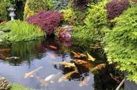 Build A Koi Pond