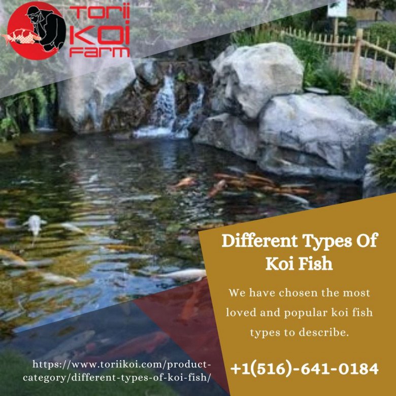 Differen types of koi fish