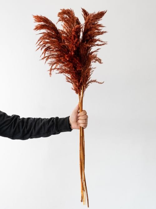 DRIED PAMPAS GRASS - BROWN SET