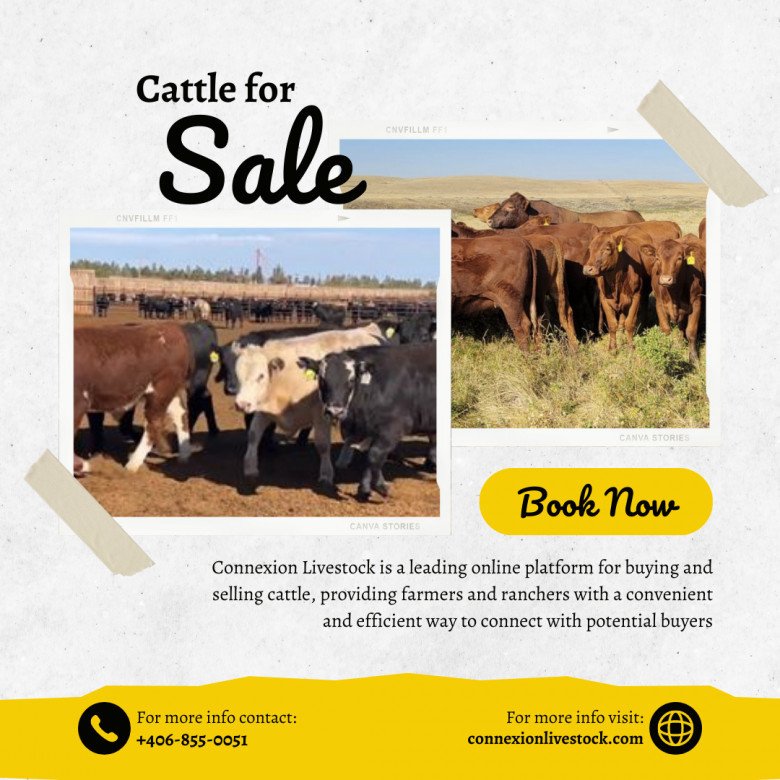 Livestock Marketing | Cattle Sale | Market Report
