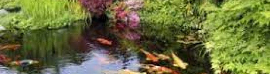 Torii_Koi