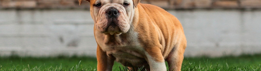 bigbulldogs