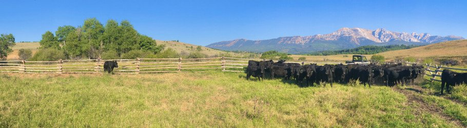connexionlivestock