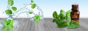 Spearmint Essential Oil