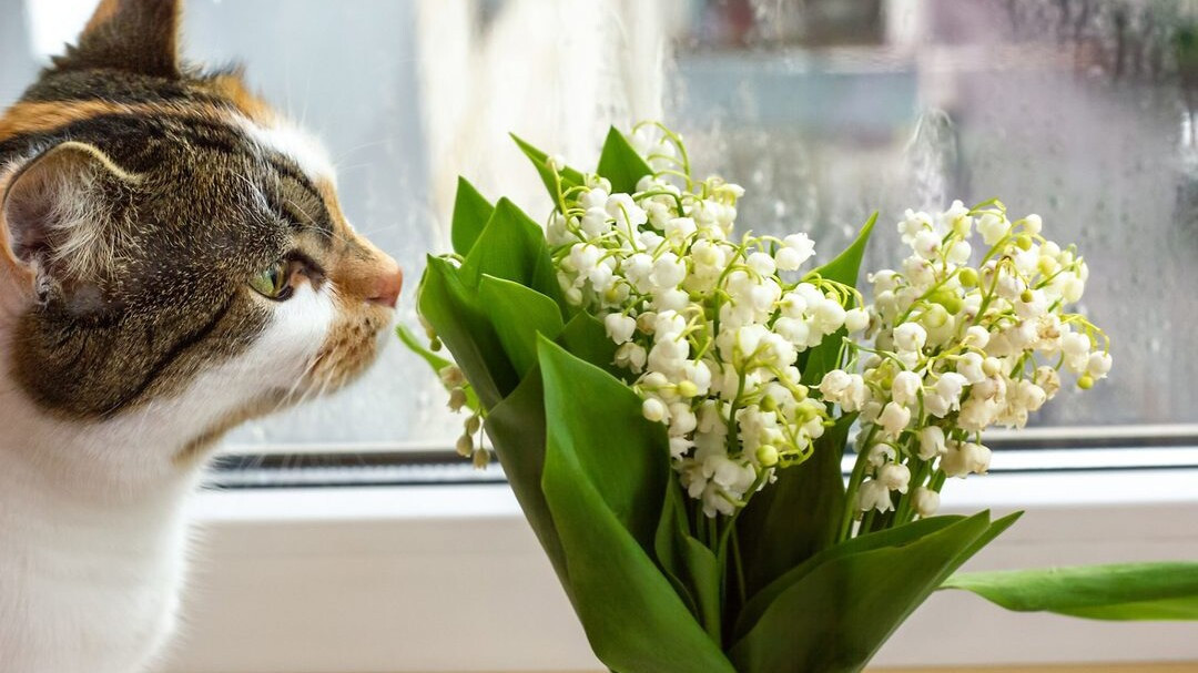 Did You Know That Lilies Can Poison Cats?