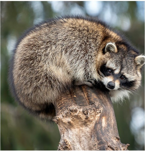 What to Do About Nuisance Wildlife: Raccoon Removal