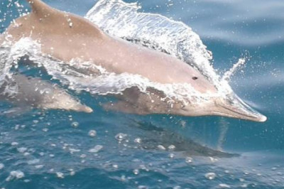 Musandam Trip from Dubai- A Trip to Be Remembered Forever!