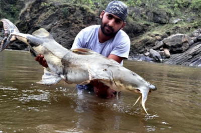 Stunning Facts About Goonch Catfish