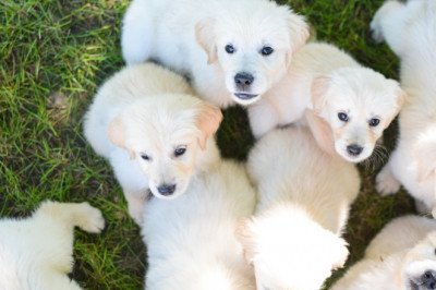 The best considerable English cream golden retriever- Indiana goldens