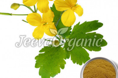 Affordable Celandine Powder Supplier | Bulk Celandine Powder Supplier