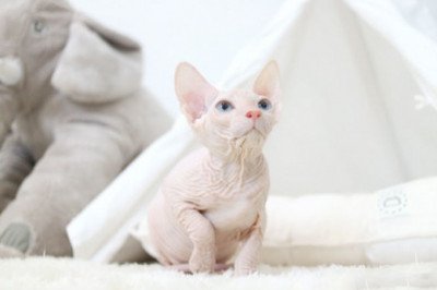 Sphynx Kittens for sale
