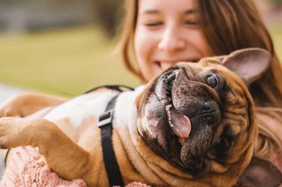 Why should I buy French Bulldog, of all pets?