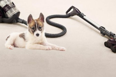 What is the best vacuum cleaner for dog hair?