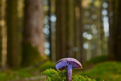 Guide to Using Magic Mushrooms for Depression and How They Can Help