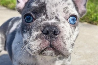 lilac merle french bulldog for sale﻿