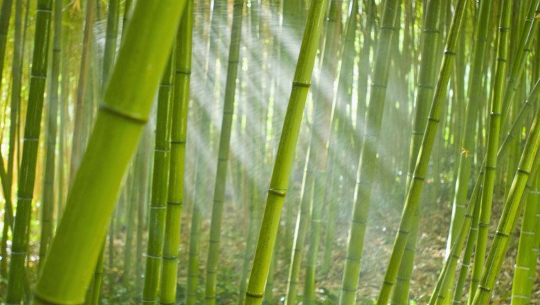 Bamboos Fibers Are Widely Utilized In The Manufacturing Of Textiles, Paper And Pulp