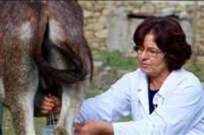 Global Donkey Milk Market Report by size, huge growth prospects, regional trends, and forecast 2028