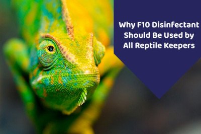 Disinfecting Your Reptile's or Amphibian's Enclosure By f10 sc veterinary disinfectant
