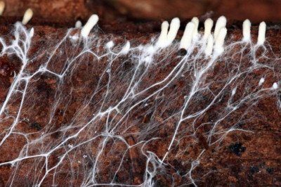 Mycorrhizal Fungi: An Insight into Its Role in Plant Health and Soil Ecology