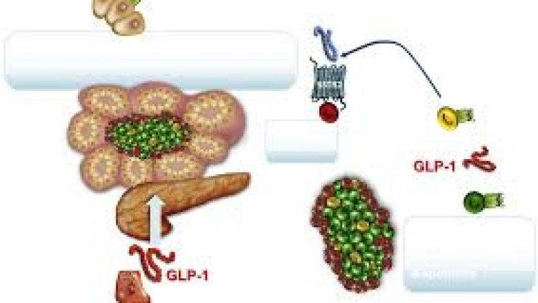 Brief about the Glucagon-Like Peptide-1 (Glp-1) Analogs
