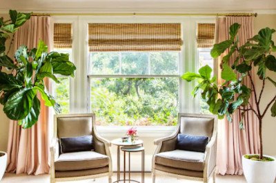 The Ultimate Guide to Growing and Caring for Pilea Peperomioides
