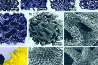 3D Graphene Market Trend Marked Significant Growth in Industry | Global Analysis and Forecast to 2031