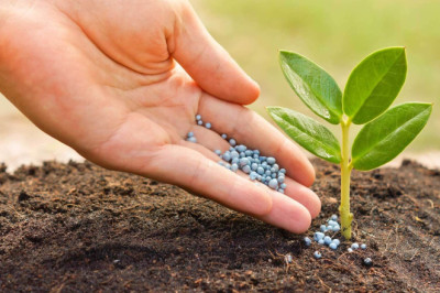 Chelated-Iron Agricultural Micronutrient and Plant Disease Resistance: Strengthening Immunity and Resilience